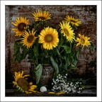 girasoli girasoli
