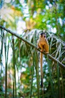 Scimmia dell'Amazzonia Scimmia dell'Amazzonia