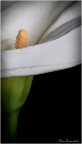 Calla Calla