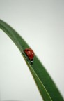 Ladybug
