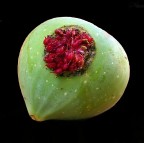 Solo per documentare le bizzarrie della natura.

kampes