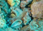 Octopus vulgaris Octopus vulgaris