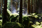 Mattina nel bosco Mattina nel bosco