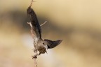 Crociere (Loxia curvirostra) Crociere (Loxia curvirostra)