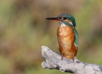 Martin pescatore Martin pescatore