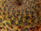 Cactus. Cactus.