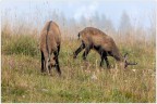 Camosci al pascolo
