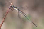 Damigella Damigella