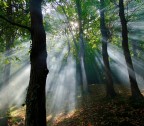 Nel bosco.... Nel bosco....