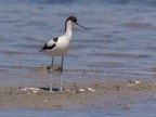 Avocetta Avocetta