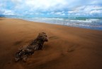 portato dal mare