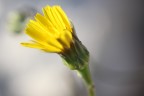 Naturalmente Naturalmente