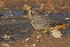Codirossone (Monticola saxatilis) Codirossone (Monticola saxatilis)