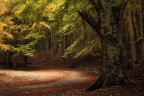 Nel Bosco dei Sogni Nel Bosco dei Sogni