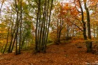 Nel bosco del sorriso Nel bosco del sorriso