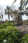 Gatto Turco - Adalia Gatto Turco - Adalia