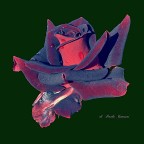 la rosa nera la rosa nera