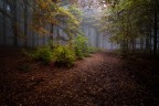 ,nebbia,pioggia e luce ,nebbia,pioggia e luce