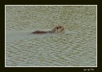 Lontra che nuota Lontra che nuota