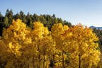 L'oro dell'autunno L'oro dell'autunno