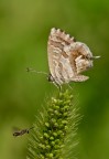 Cacyreus con ospite Cacyreus con ospite