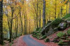 Il bosco delle fate 1 Il bosco delle fate 1