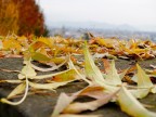 Autunno Autunno