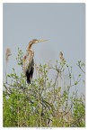 Red Heron Red Heron