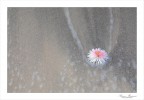 Il fiore e il mare "2" Il fiore e il mare "2"