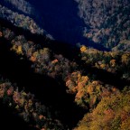 Foresta casentinese _ 2020