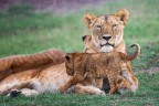 leonessa con cucciolo leonessa con cucciolo