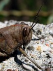 Una bella cavalletta bis Una bella cavalletta bis
