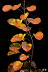 I colori dell'autunno