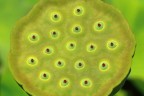 fiore di loto fiore di loto