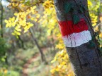 Segnavia del sentiero nel bosco d'autunno Segnavia del sentiero nel bosco d'autunno