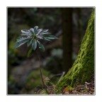 Nel bosco Nel bosco