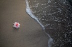 Il fiore e l'abbraccio del mare Il fiore e l'abbraccio del mare