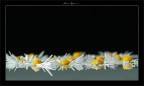 ricordi di primavera ricordi di primavera