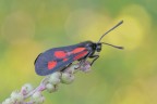 Zygaena romeo