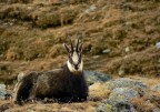 Un semplice camoscio Un semplice camoscio