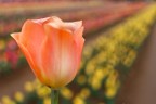 Tulipano tra i tulipani Tulipano tra i tulipani