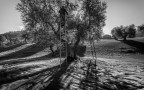 raccolte olive