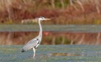 Airone cenerino Airone cenerino