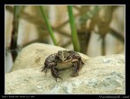 Rana con Raynox Rana con Raynox