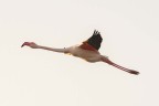 Fenicottero in volo Fenicottero in volo