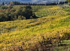 Vigneti toscani. d'autunno..