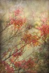 foglie d'autunno foglie d'autunno