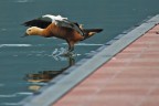 Tentativo di volo Tentativo di volo