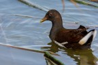 Gallinella Gallinella