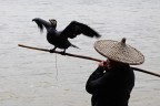 Cormoramo Cormoramo